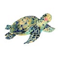 Watercolor vintage sea turtle natural greeting card Royalty Free Stock Photo