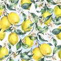 Watercolor vintage seamless pattern, branch of fruit lemon