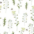 Watercolor vintage seamless pattern of Capsella Bursa-Pastoris Meadow Flowers