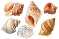 Watercolor vintage seashells isolated white background. Hand drawn illustration. Collection shells. Sea shell clipart Royalty Free Stock Photo