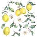 Watercolor vintage set of branch yellow fruit lemon