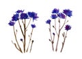 Watercolor vintage set of blue flowers