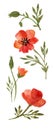 Watercolor vintage set of red flowers