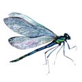 Watercolor Illustration of Green Dragonfly