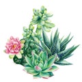 Watercolor vintage succulents bouquet, haworthia, echeveria, cactus, botanical painting, card with green plants