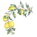 Watercolor vintage wreath, branch of yellow fruit lemo