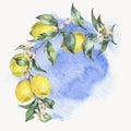 Watercolor vintage wreath, branch of yellow fruit lemo