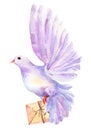 Watercolor violet dove bird with letter flying isolated on white. Hope, peace, love, freedom hand painted clipart Royalty Free Stock Photo