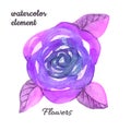 Watercolor violet Flower hand-painted isolated bud Rose on a white Background. Isolated purple rose for wedding and