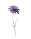 Watercolor violet gerber flower on a white background