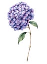 Watercolor violet hydrangea. Hand painted blue flower with leaves and branch isolated on white background. Natur Royalty Free Stock Photo