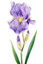 Watercolor violet iris, beautiful flower isolated on white background. Hand drawn floral illustration. Greeting card Royalty Free Stock Photo