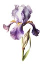 Watercolor violet iris flower. Royalty Free Stock Photo