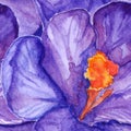 Watercolor violet purple crocus flower seamless pattern background