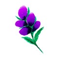 Watercolor violet purple flower single branch isolated on white