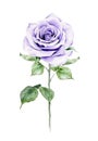 Watercolor violet rose