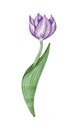 Watercolor violet tulip flowet illustration Royalty Free Stock Photo