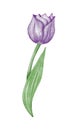 Watercolor violet tulip flowet illustration Royalty Free Stock Photo