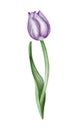Watercolor violet tulip flowet illustration Royalty Free Stock Photo
