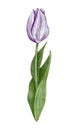 Watercolor violet tulip flowet illustration Royalty Free Stock Photo