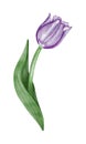 Watercolor violet tulip flowet illustration Royalty Free Stock Photo