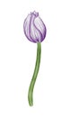 Watercolor violet tulip flowet illustration Royalty Free Stock Photo