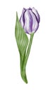 Watercolor violet tulip flowet illustration Royalty Free Stock Photo
