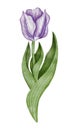 Watercolor violet tulip flowet illustration Royalty Free Stock Photo