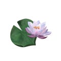 Watercolor violet waterlily and leaf for postcards, spa and yoga logos For Women's day 2024, birthday Floral