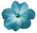 Watercolor violets flower turquoise. Flower isolated on a white background. No shadows with clipping path. Close-up.