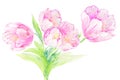 Watercolor wall art tulips