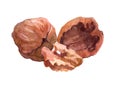 Watercolor walnut food nut isolated