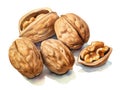 Watercolor Walnut Isolated, Aquarelle Nuts, Creative Watercolor Juglans Regia Fruits on White Background