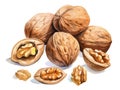 Watercolor Walnut Isolated, Aquarelle Nuts, Creative Watercolor Juglans Regia Fruits on White Background