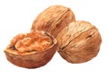 Watercolor Walnut nut food isolated