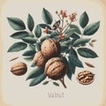 Watercolor walnut vintage retro poster design. Vector walnut illustration, fruits theme.