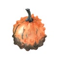 Watercolor warty or pimpled orange gourd.