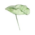 Watercolor water lilly leaf, May month birth flower Royalty Free Stock Photo