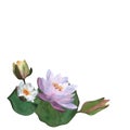 Watercolor waterlilies, leaves buds Floral for postcards, spa yoga logos, invitations For Women&#s day 2024, birthday