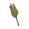 Watercolor waterlily bud botanical Isolated sprout of waterlily for spa yoga