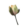 Watercolor waterlily bud Hand painted botanical Isolated sprout of waterlily spa