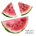 Watercolor watermelon set. Hand painted watermelon slice isolated on white background. Sweet dessert. Food illustration