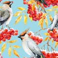 Watercolor waxwing and rowan pattern