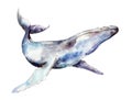 Watercolor whale, hand-drawn illustration isolated on white.