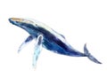 Watercolor whale, hand-drawn illustration isolated on white.