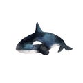 Watercolor whale hand painted illustration isolated on white background. Realistic underwater animal art. Digital modern artistic Royalty Free Stock Photo