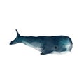 Watercolor whale hand painted illustration isolated on white background. Realistic underwater animal art. Digital modern artistic Royalty Free Stock Photo