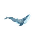 Watercolor whale hand painted illustration isolated on white background. Realistic underwater animal art. Digital modern artistic Royalty Free Stock Photo