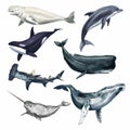 Watercolor whale illustration isolated on white background. Hand-painted realistic underwater animal art. Killer