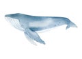 Watercolor whale isolated on white background. Hand drawn realistic illustration Royalty Free Stock Photo